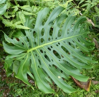 Philodendron leaf